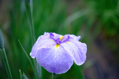 菖蒲　雨に濡れて