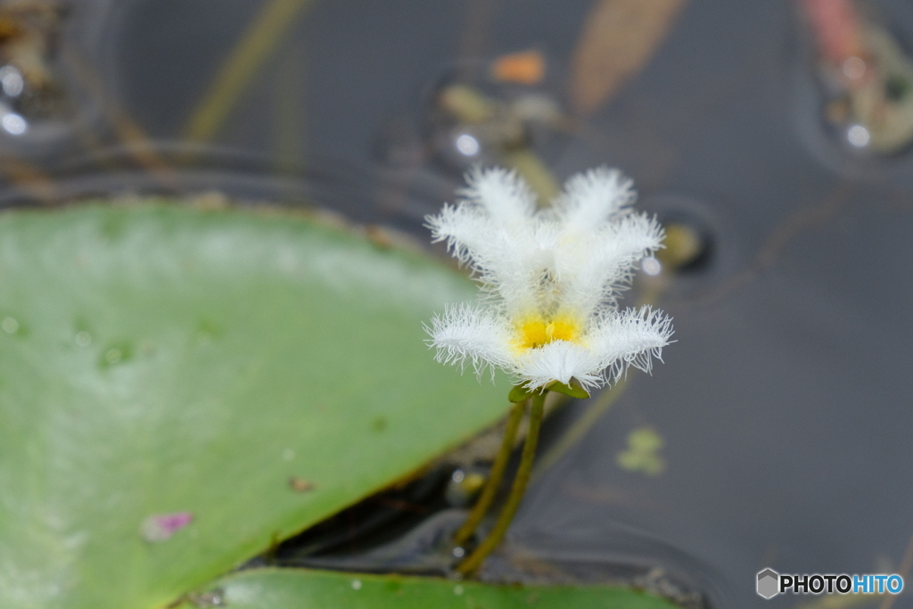 ガガブタの花