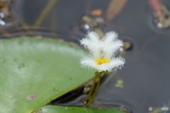 ガガブタの花