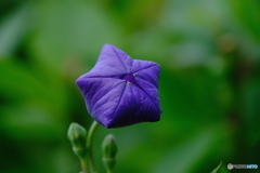 開花へ
