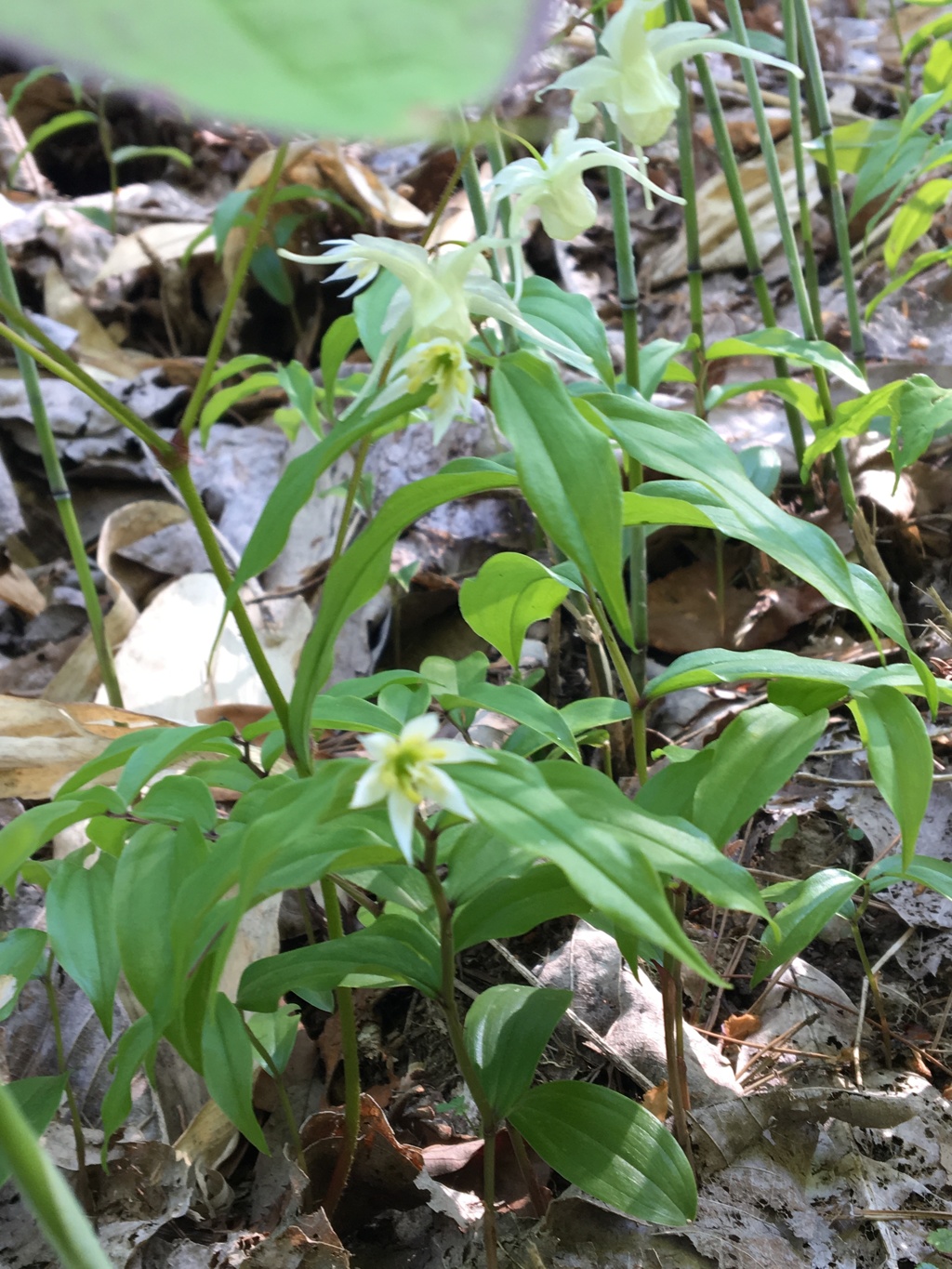 黄色い花の共演