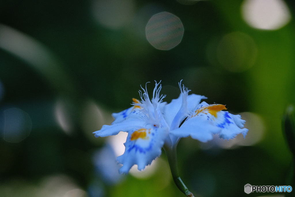 植物園のシャガ