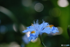 植物園のシャガ