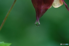 花雫