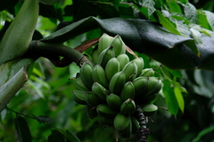 タイワンバナナ