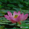 蓮の花