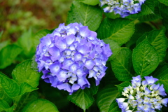 あやめ園の紫陽花