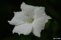 白い花