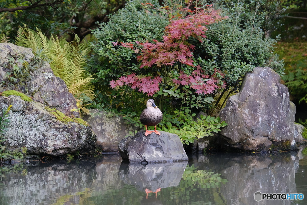 庭園のカモさん