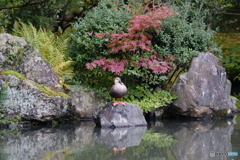 庭園のカモさん