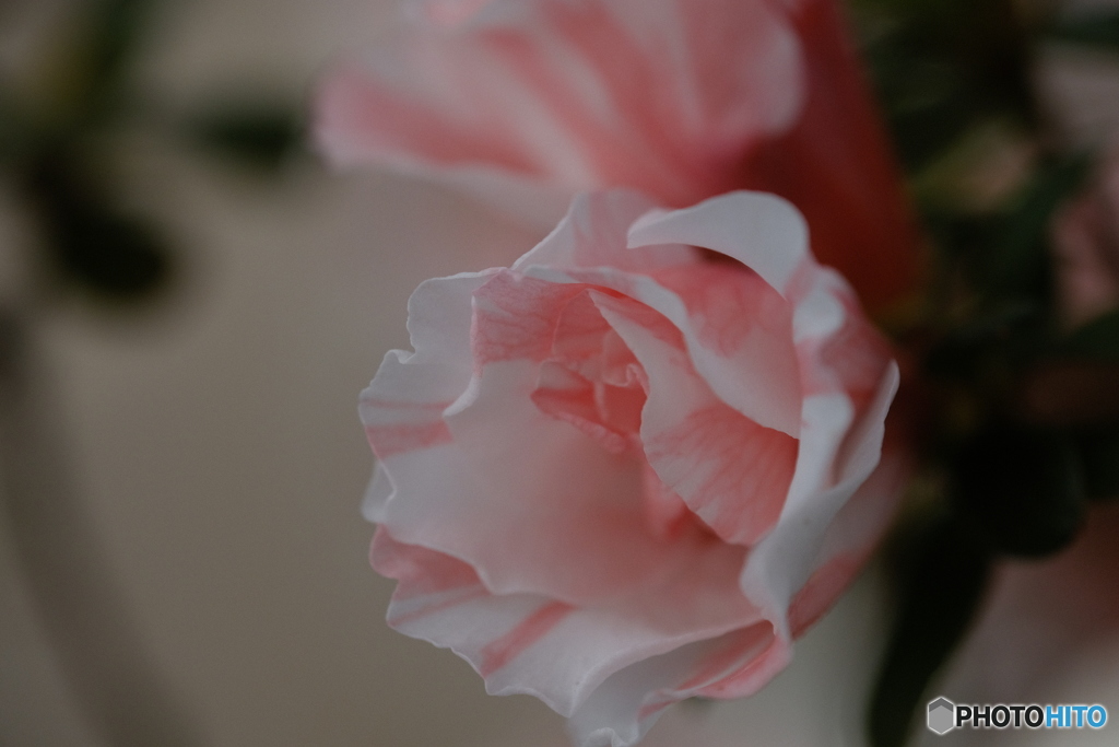 花開く瞬間（とき）