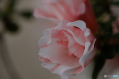 花開く瞬間（とき）