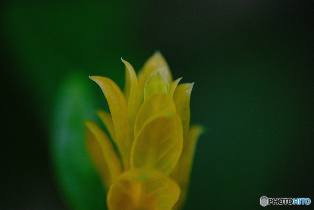 パキスタス　ルテア（花苞）