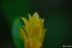パキスタス　ルテア（花苞）
