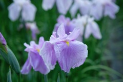 園内お気に入り その6