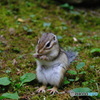 シマリス　食事中