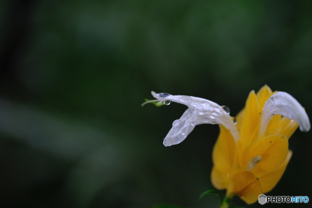 パスタキス　ルテアの花