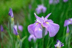 あやめ園は3分咲き