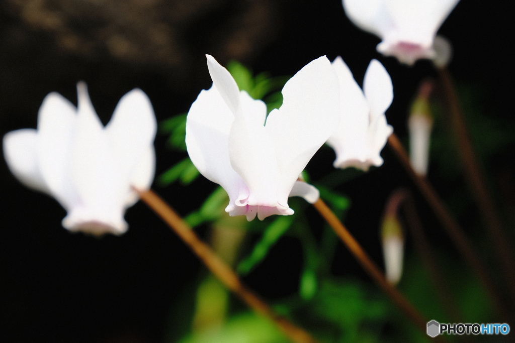 ワイルドシクラメン？