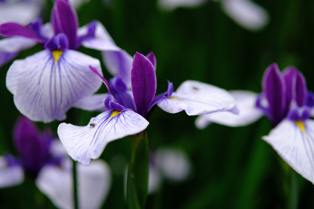 園内お気に入り　その５