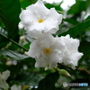 白い花
