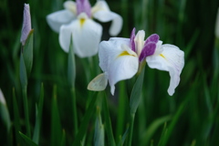 モンシロチョウの擬態