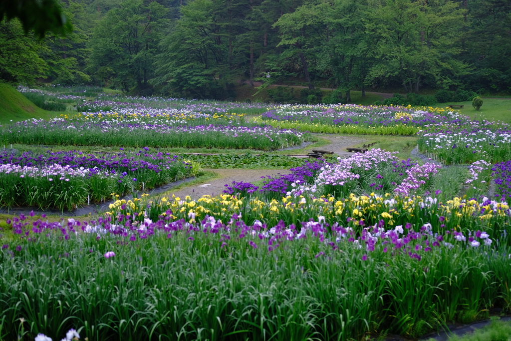 あやめ園　全景　