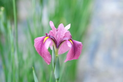 園内お気に入り