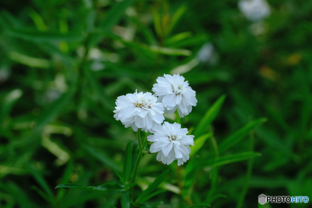 植物園にて