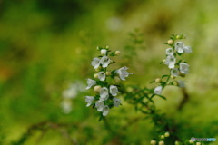 ロックガーデンにて