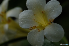 石楠花の花