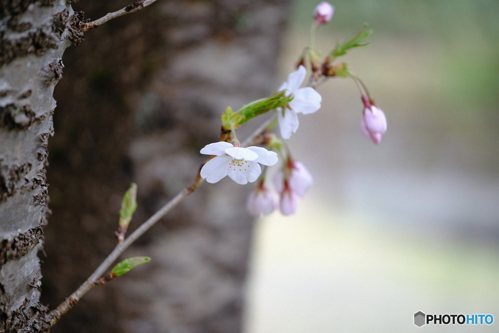 小枝に咲く