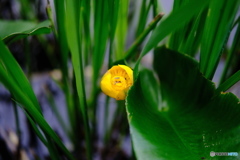 コオホネ開花