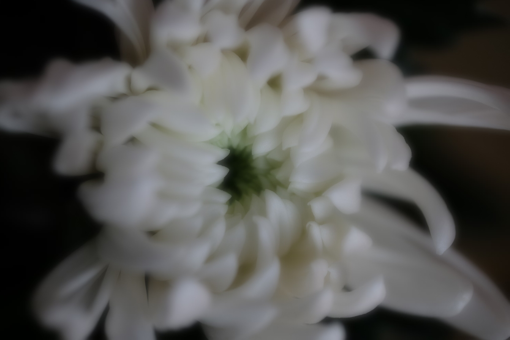 白菊