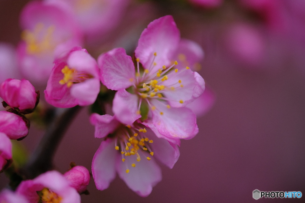 庭梅の花