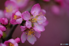 庭梅の花