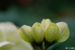 咲き競う