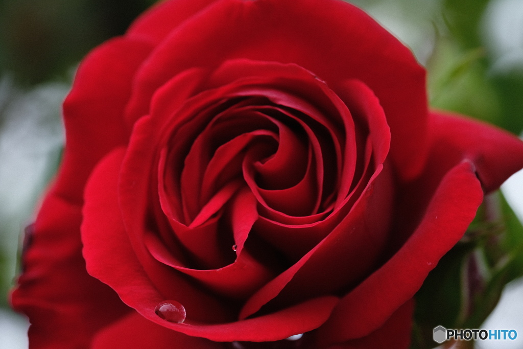 薔薇