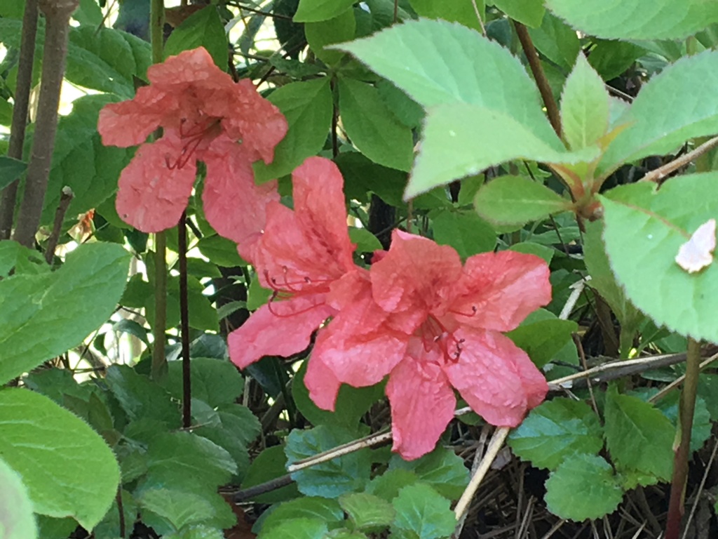 目に止まった花