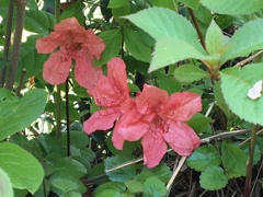 目に止まった花