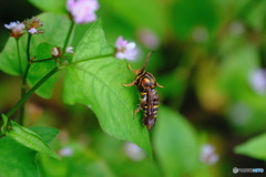林道で見つけた蜂