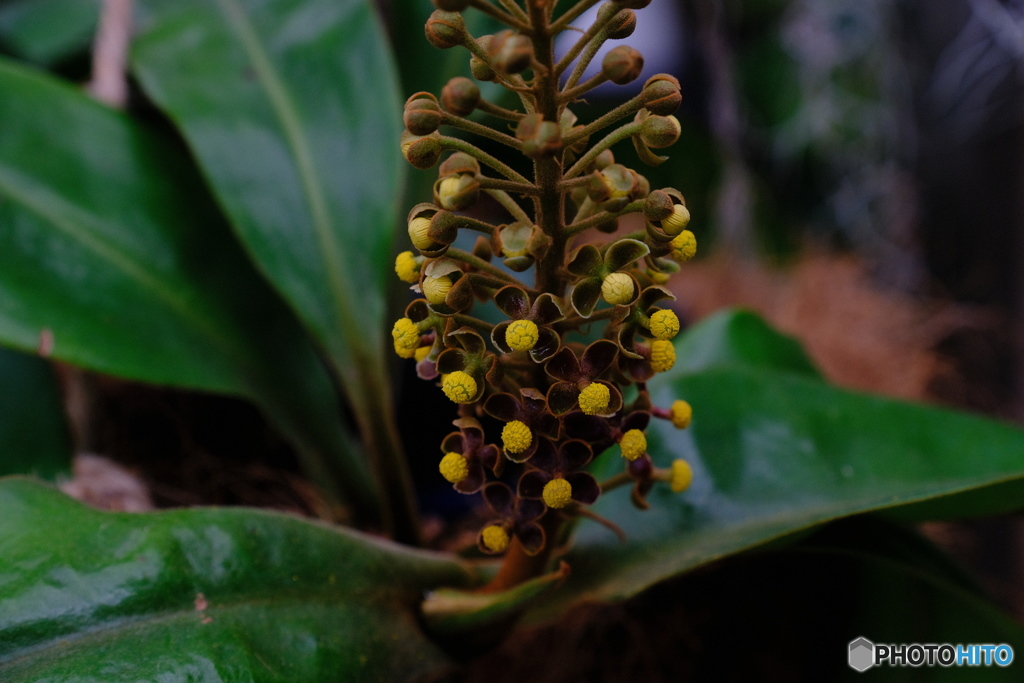 ウツボカズラの花