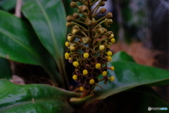 ウツボカズラの花