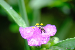 ハナアブ食事中