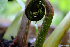 シダに雫