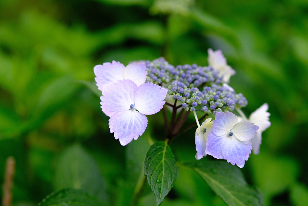 あやめ園の紫陽花