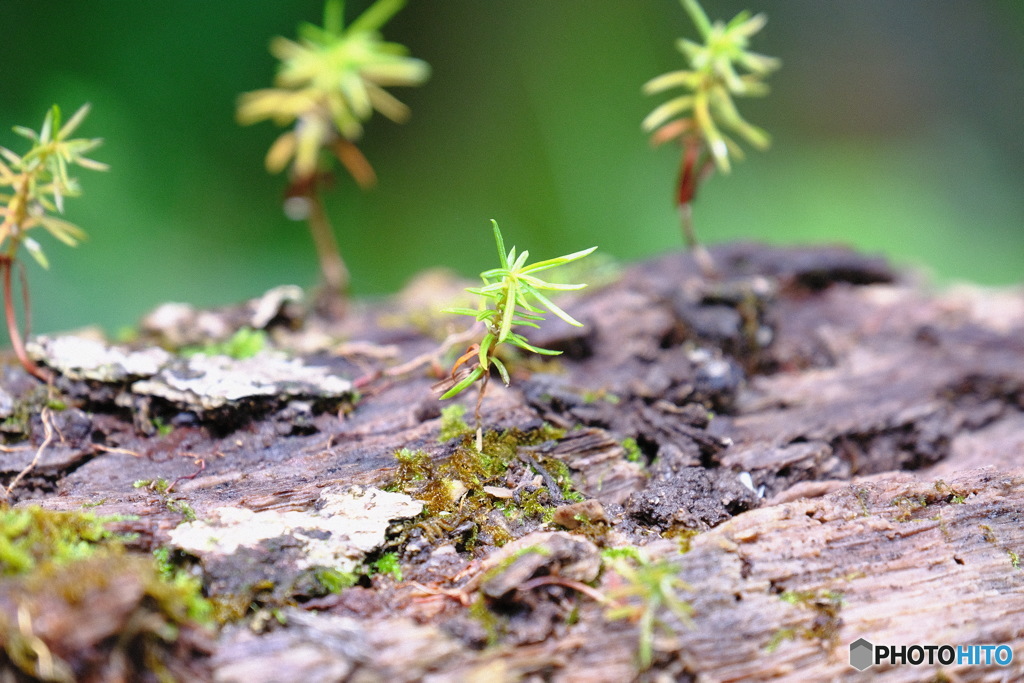 いつか大樹にと