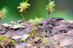 いつか大樹にと
