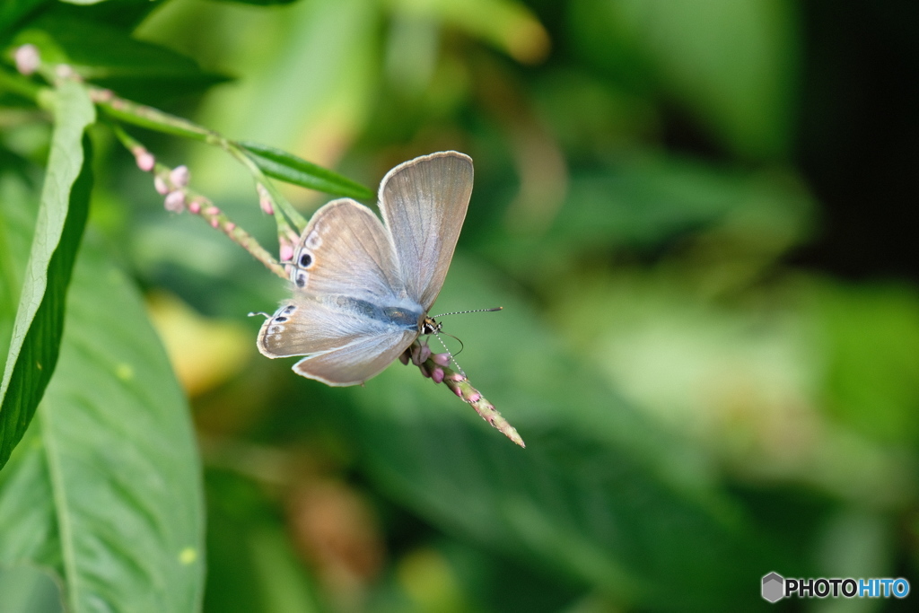 林道で見たシジミチョウ