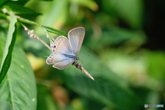 林道で見たシジミチョウ